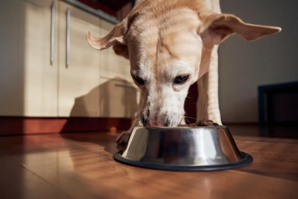 Pedigree for Dogs in Malad, Mumbai – Trusted Daily Nutrition