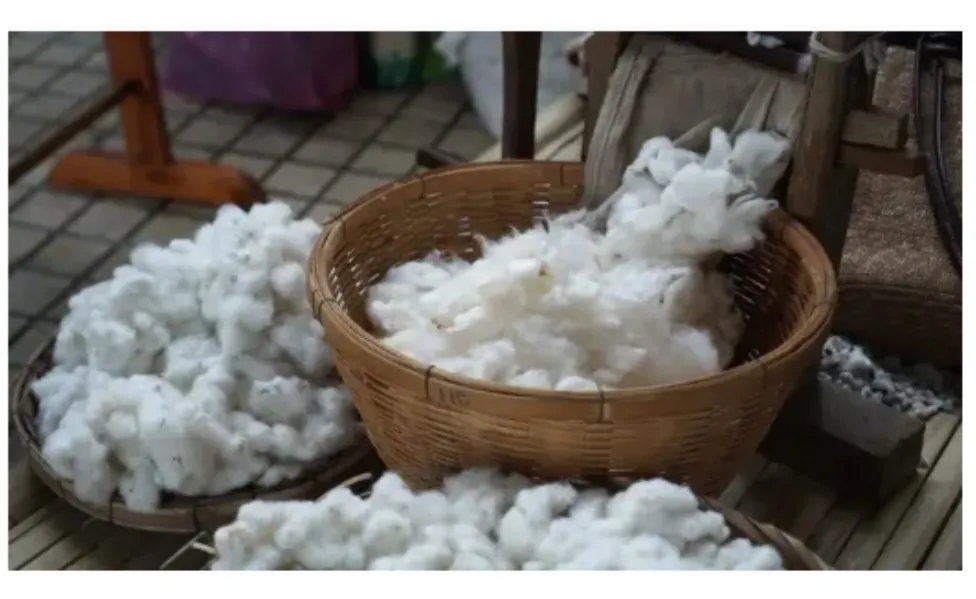 Raw Cotton Exporter in Vadodara
