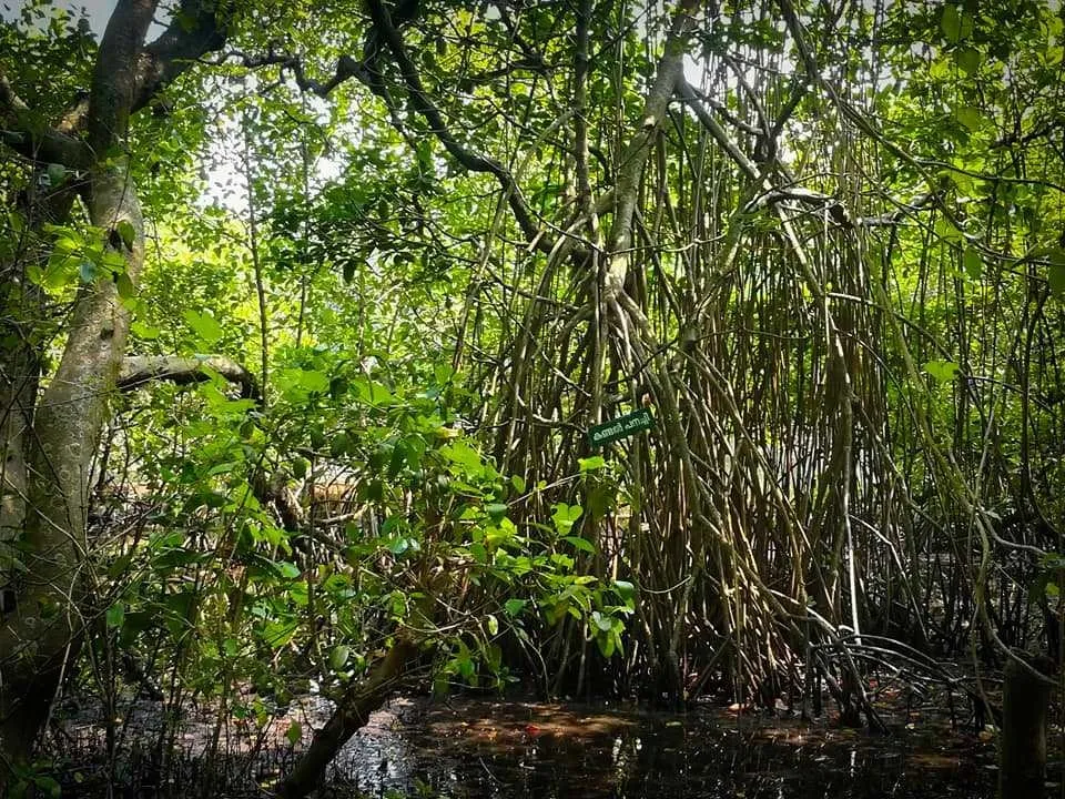 Places To Visit In Kochi
Mangalavanam Bird Sanctuary
Mangalavanam Bird Sanctuary, Kochi Overview
...