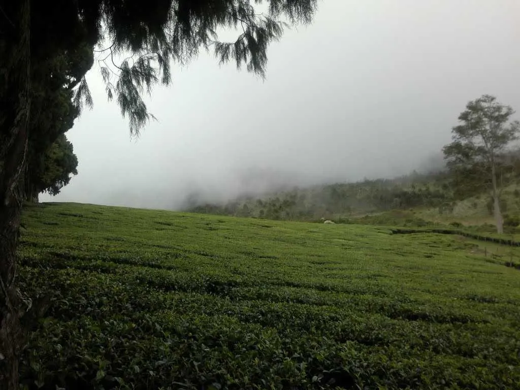 Places To Visit In Munnar
Kolukkumalai Tea Estate
Kolukkumalai Tea Estate, Kolukkumalai Overview
...