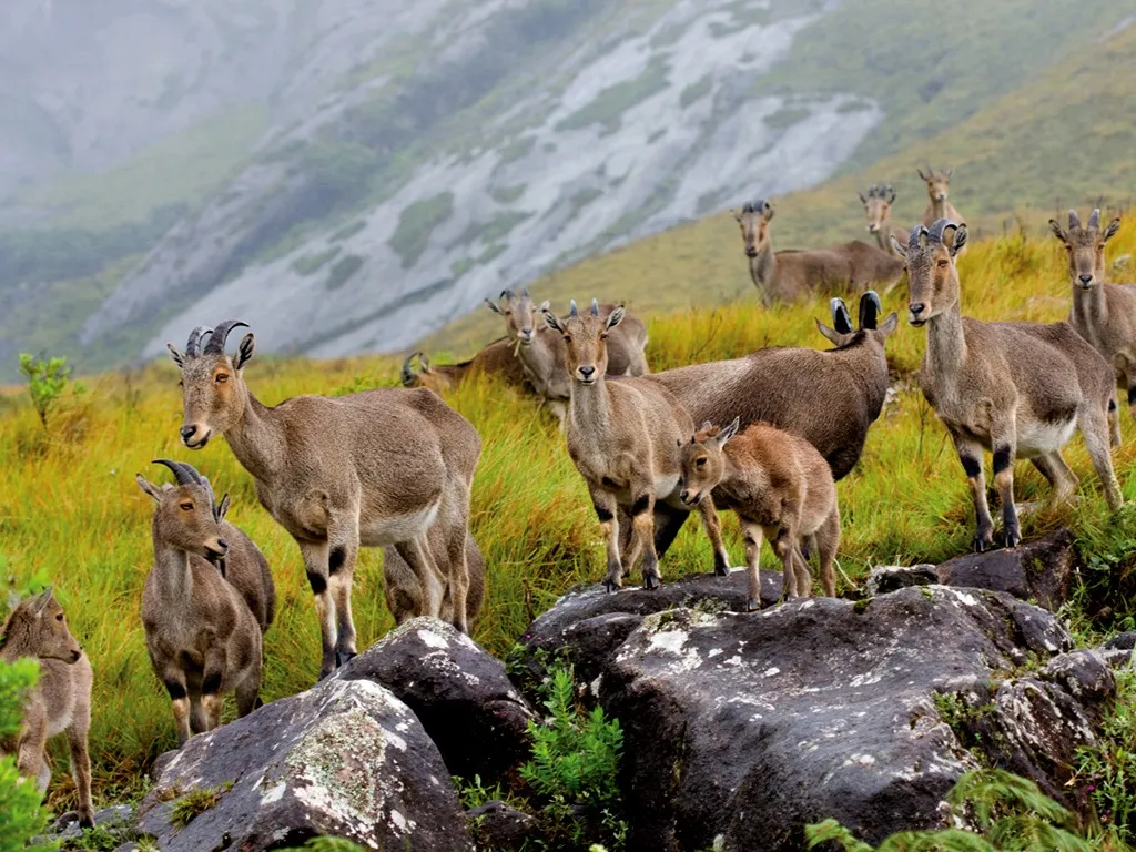 Places To Visit In Munnar
Eravikulam National Park
Eravikulam National Park, Munnar Overview
Loca...