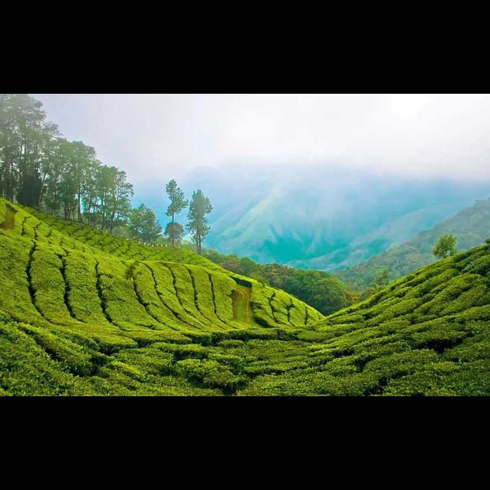 Places To Visit In Munnar
Anamudi Peak
Anamudi Peak, Munnar Overview
Often called the pride of Ke...