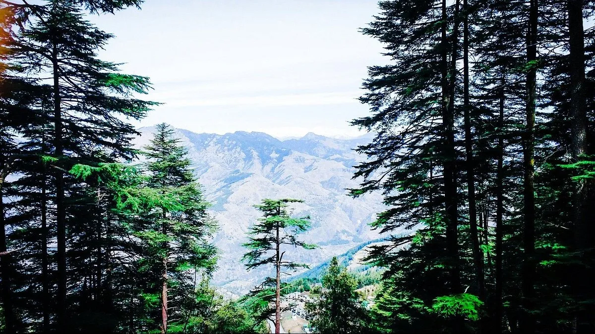 Places To Visit In Shimla
Shimla Reserve Forest Sanctuary
Shimla Reserve Forest Sanctuary, Shimla ...