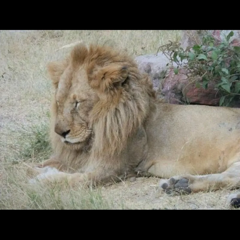 Places To Visit In Jaipur
Jaipur Zoo
Jaipur Zoo, Jaipur Overview
A zoological garden in Jaipur, R...