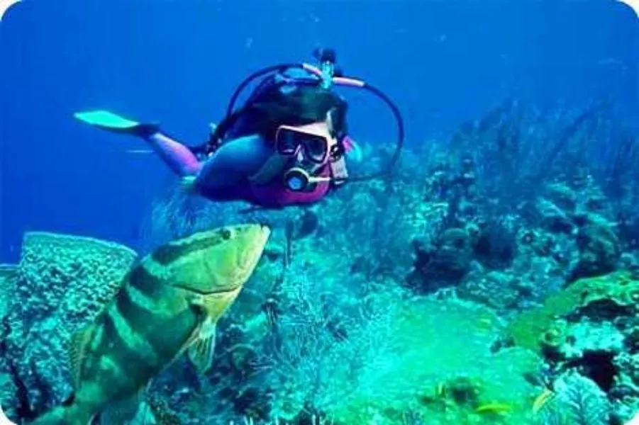 Places To Visit In Lakshadweep
Scuba Diving in Lakshadweep
Scuba Diving in Lakshadweep, Lakshadwee...