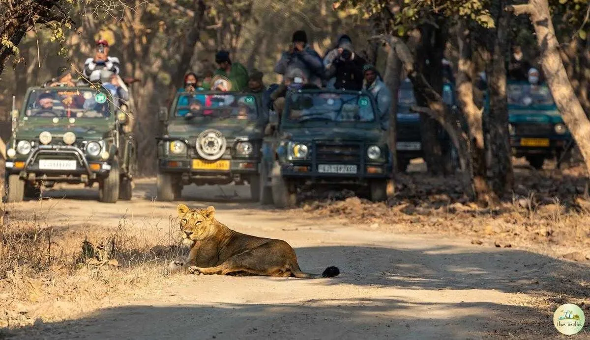 Places to Visit in Gujarat
Gir National Park
"Home of the Asiatic Lions"
Gir National Park and Wi...