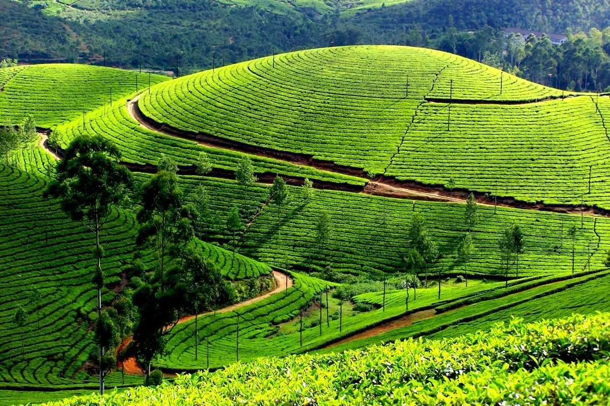 Places to Visit In South India
Munnar
"Kerala’s misty tea hills and emerald-green valleys"
Famous...