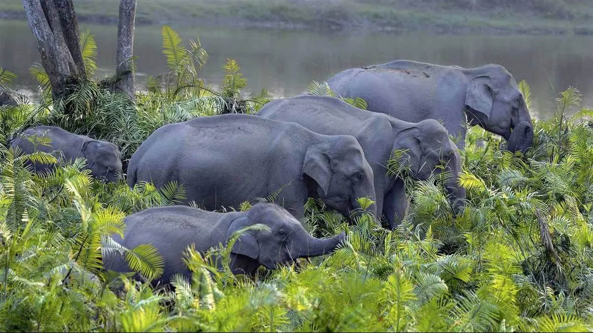 Top Places to visit in East India
Kaziranga National Park
"UNESCO park with rhinos and swampy gras...