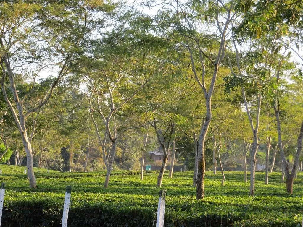 Top Places to visit in East India
Jorhat
"Tea capital of Assam with colonial charm"
Famous for it...