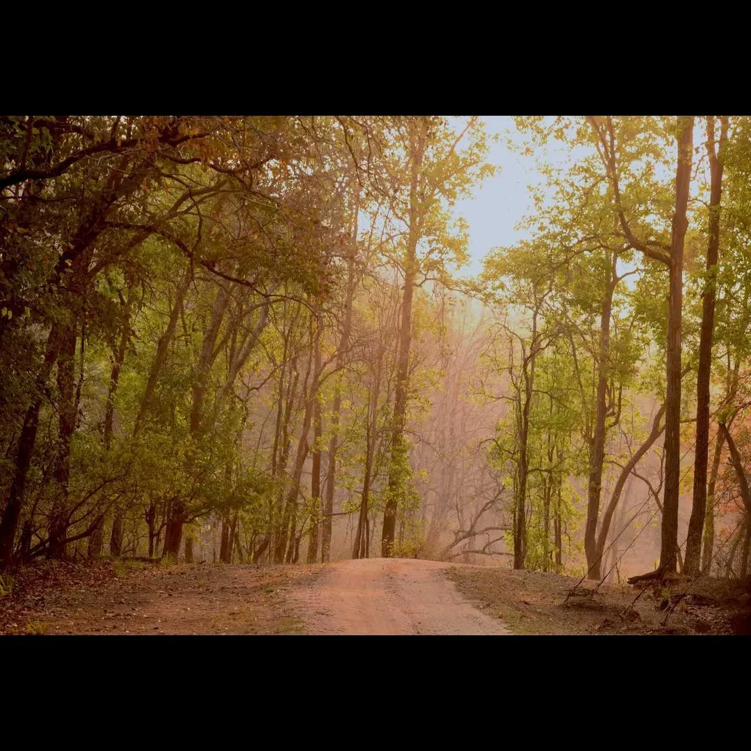 Tourist places in Madhya Pradesh
Kanha National Park
"Lush forest home of the majestic tiger"
Loc...