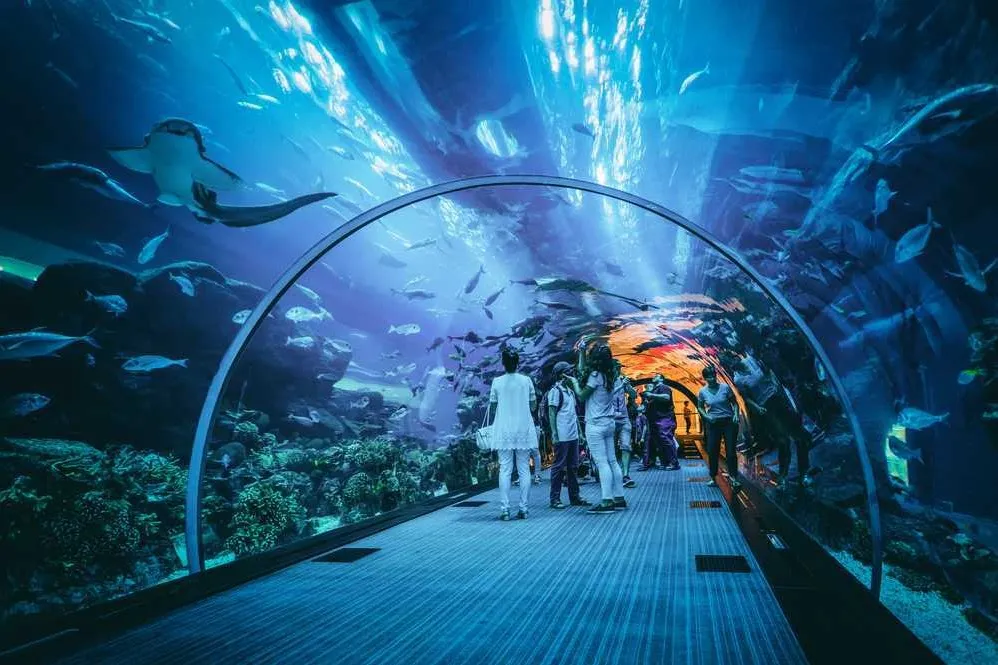 Things To Do In Dubai
Dubai Aquarium & Underwater Zoo
Dubai Aquarium & Underwater Zoo, Dubai Overv...