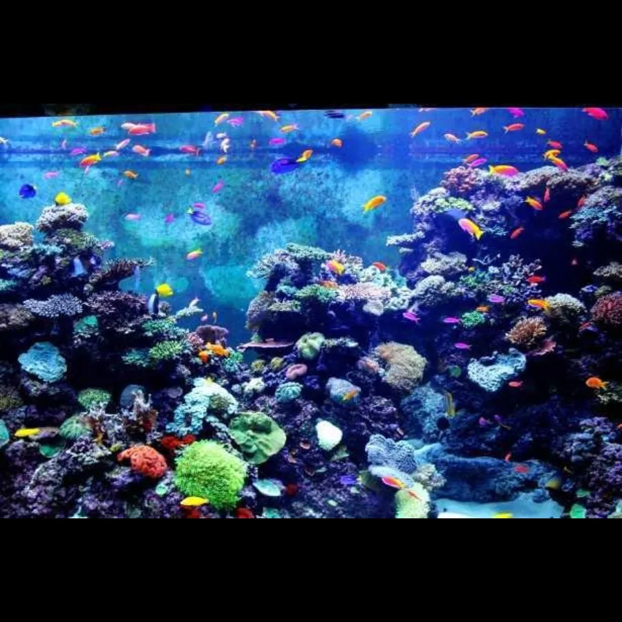 Places To Visit In Rameshwaram
Sea World Aquarium
Sea World Aquarium, Rameshwaram Overview
Sea Wo...