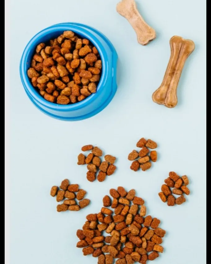 Pet Treats for Dogs and Cats in Malad, Mumbai – The Joy of Rewarding Moments
