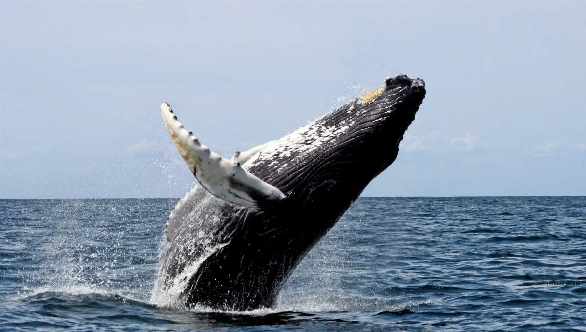 Things To Do In Maldives
Whale & Dolphin Watching
Whale & Dolphin Watching, Maldives Overview
Mal...