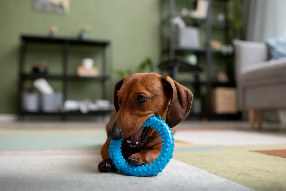 Toys for Pets in Goregaon, Mumbai – Keep Your Pets Engaged and Active