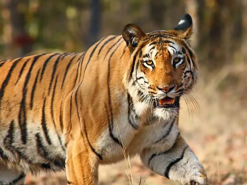 Tourist places in Assam
Nameri National Park
Nameri National Park Tourism
Nameri national park i...