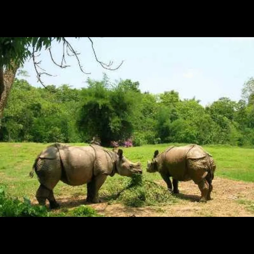 Tourist places in Assam
Guwahati Zoo (Assam State Zoo)
Guwahati Zoo, Guwahati Overview
Having bee...