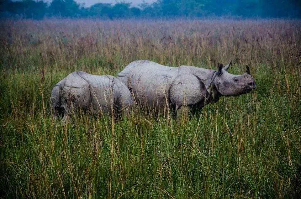 Tourist places in Assam
Pobitora Wildlife Sanctuary
Pobitora Wildlife Sanctuary, Guwahati Overview...