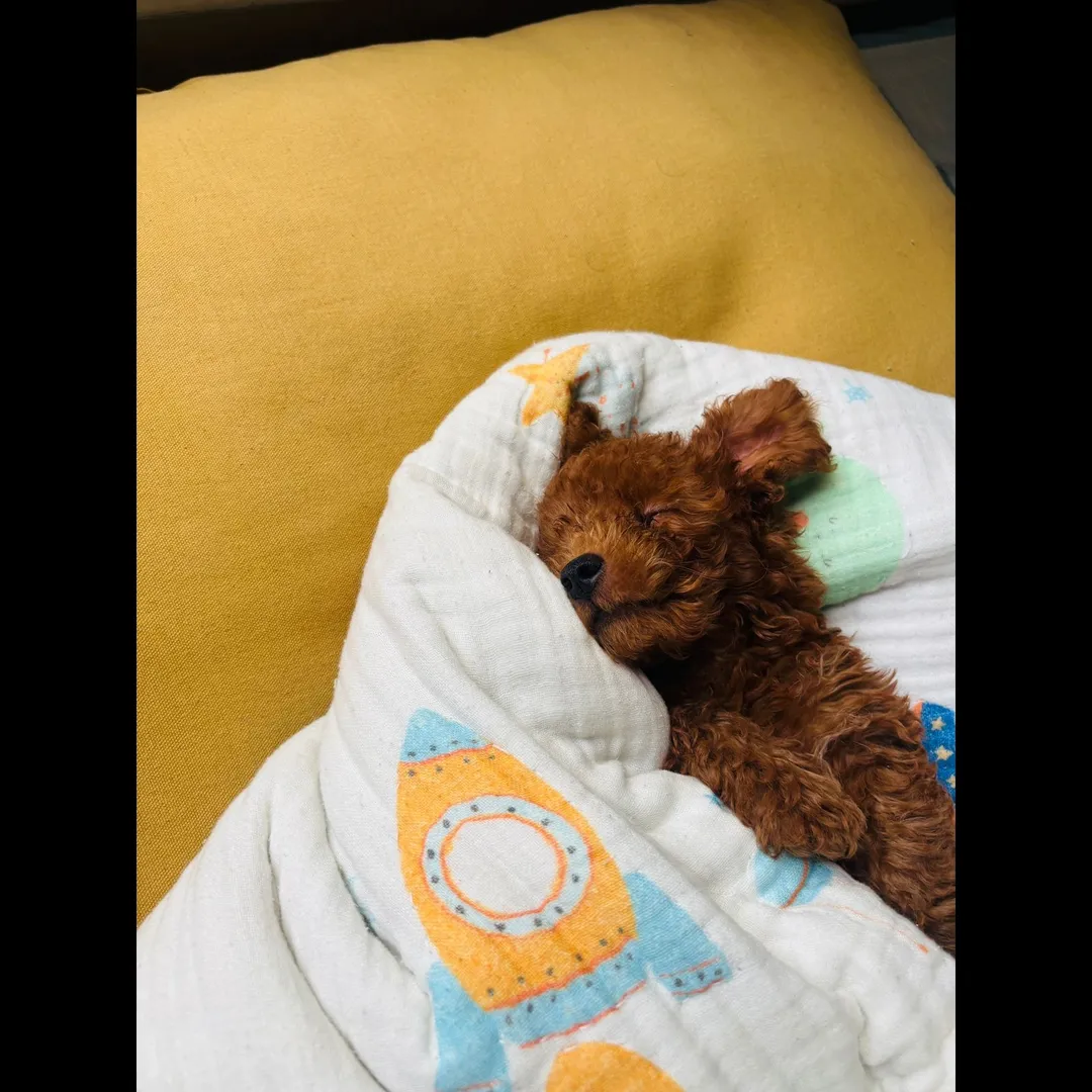 best Boarding under doctor supervision at Noida pet clinic