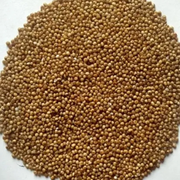 Japanese Millet – A Wholesome Grain for Daily Nutrition
