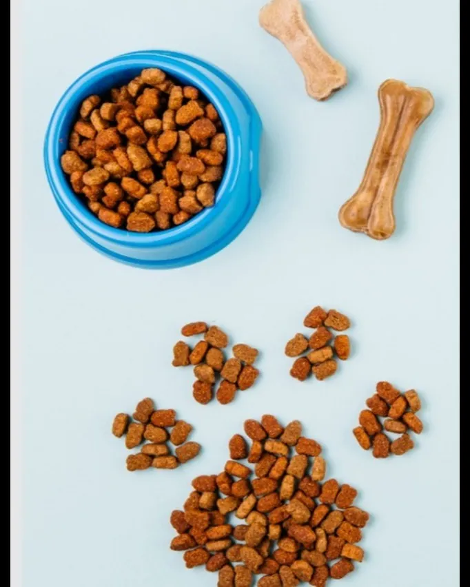 Treats for Dogs in Mumbai for Training, Reward and Fun