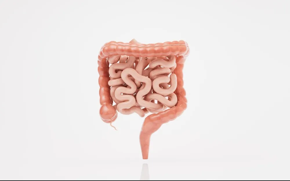 Appendix Doctor in Wakad