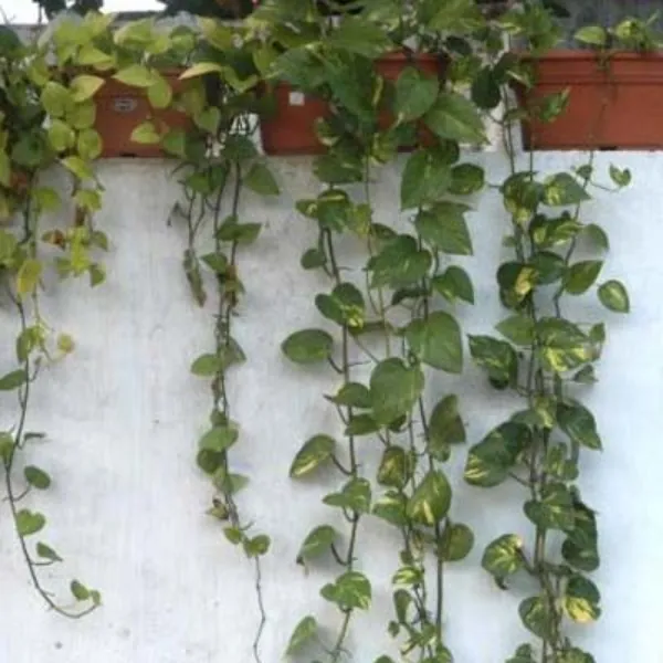 Artificial Creepers in Thane – Green Aesthetics Without Maintenance