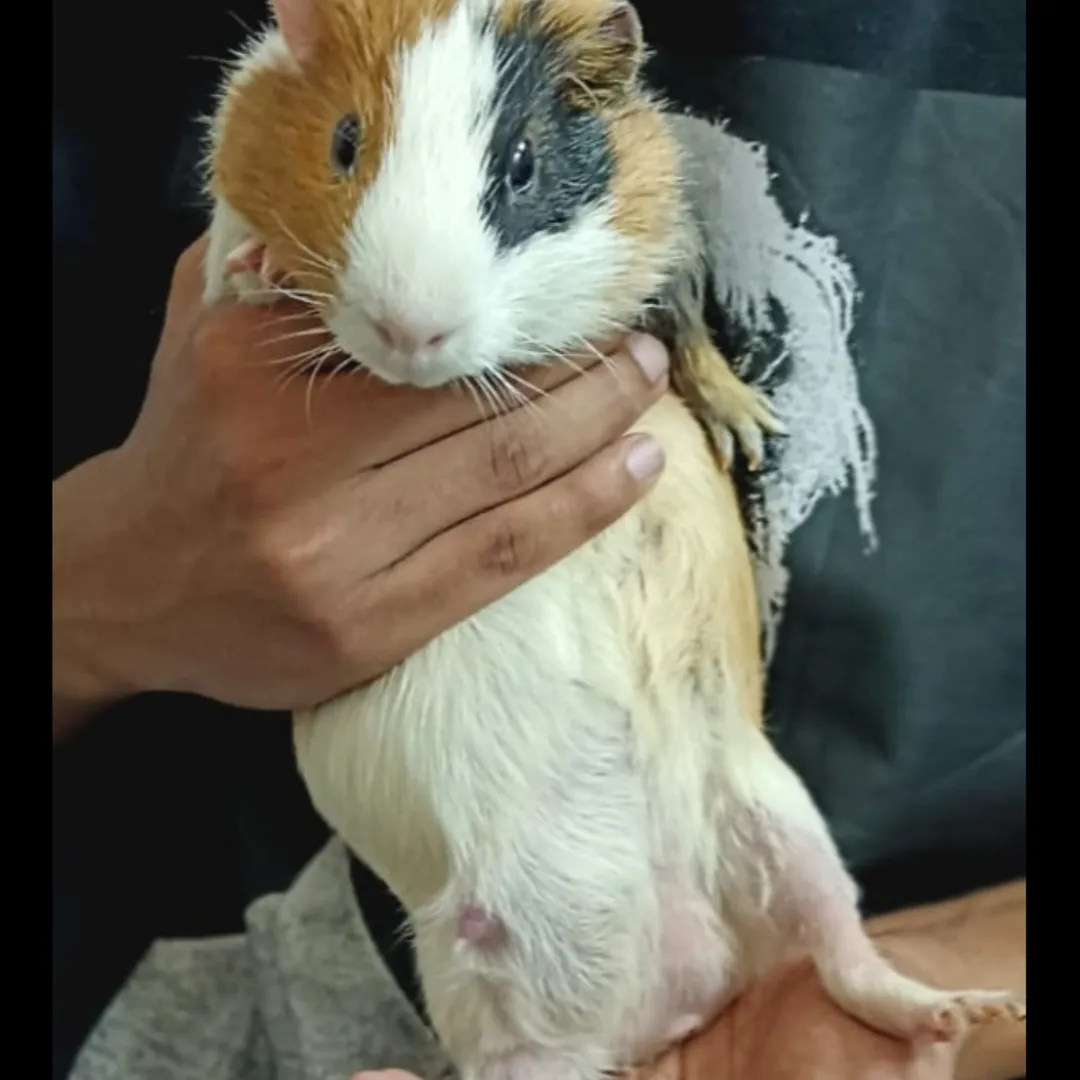 guinea pig tumour treatment in noida pet clinic