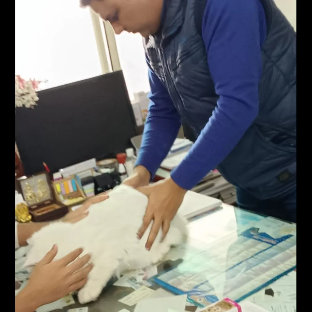 cats are not small dogs in noida pet clinic