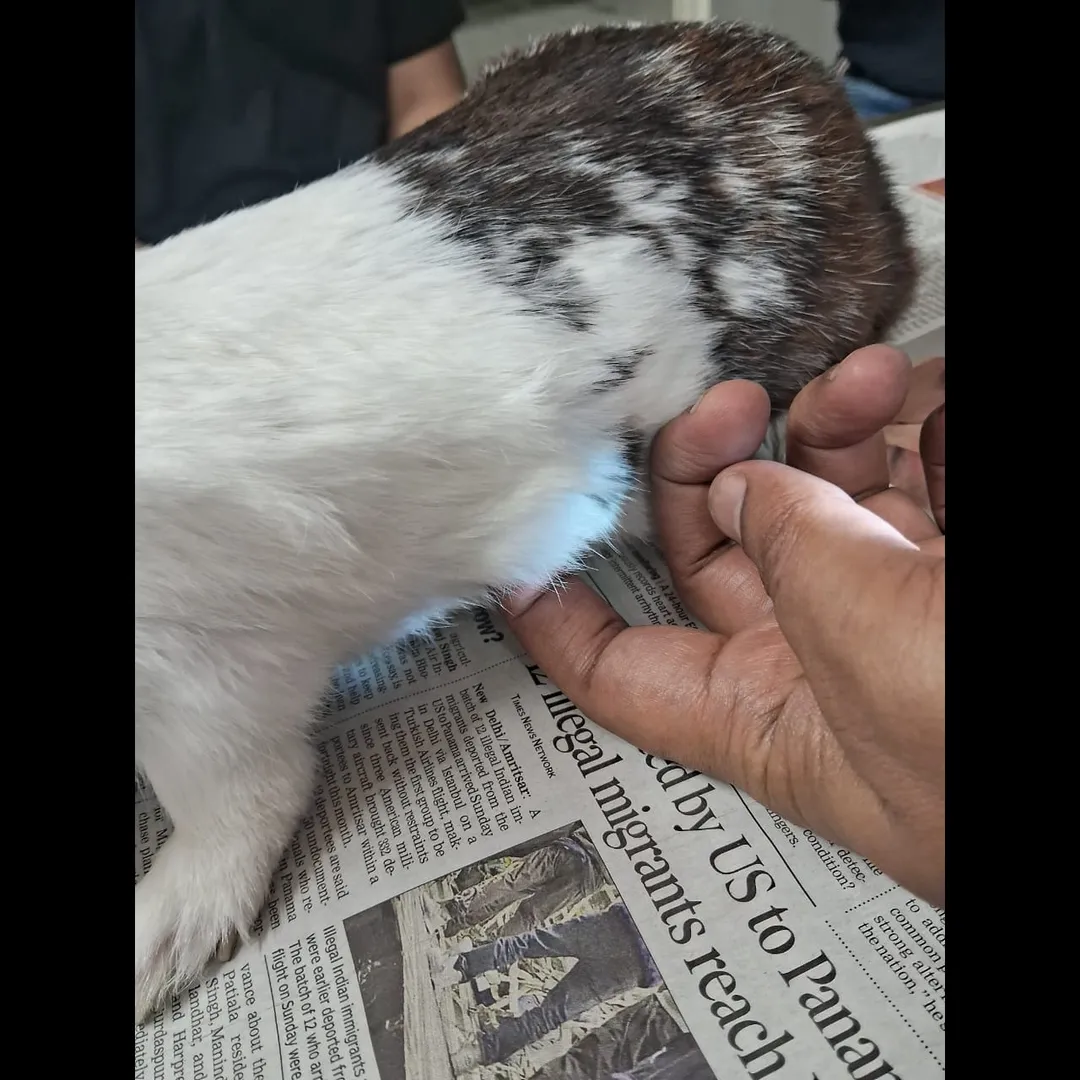 tumour treatment of rabbit in noida pet clinic