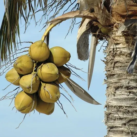 Drinking more coconut water during pregnancy will make your childs skin fair ?