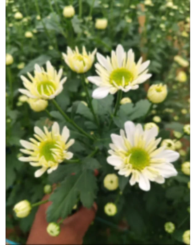 Fresh Flowers in Wilson Garden Bangalore for Everyday Moments Fresh flowers add a natural charm to
