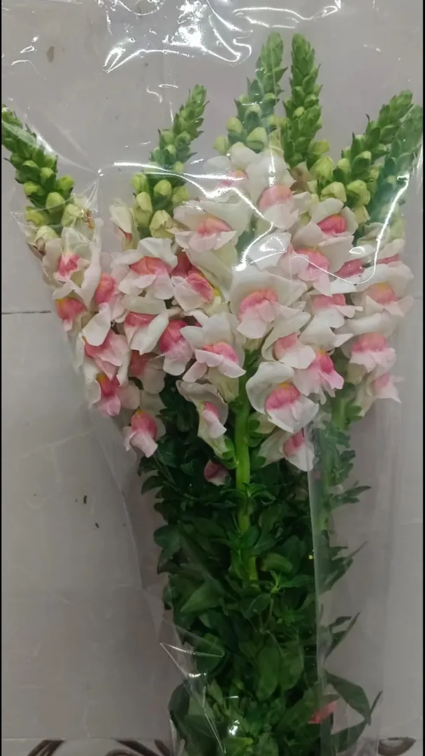 Natural Flower in Bangalore for Authentic Floral Needs