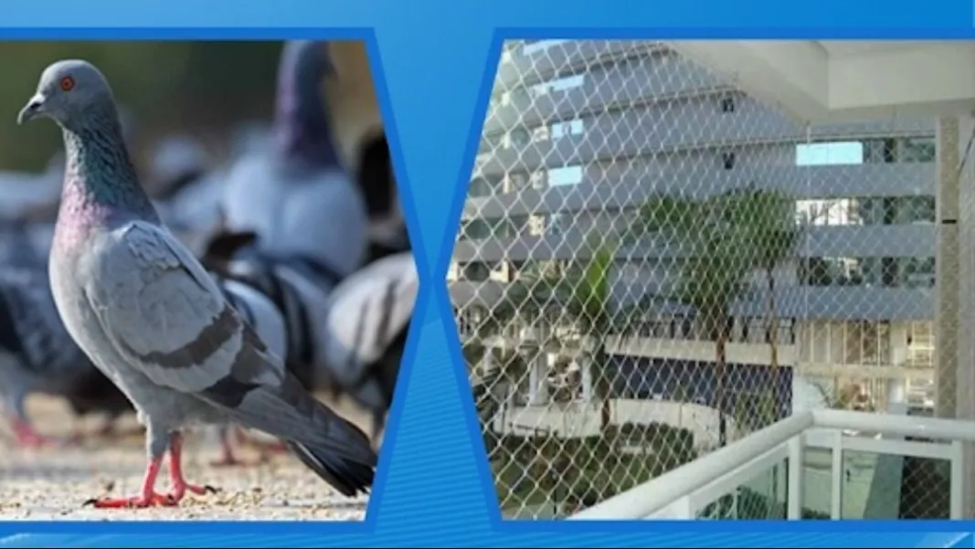 Pigeon Net Manufacturer in Gurgaon Humane Bird Control