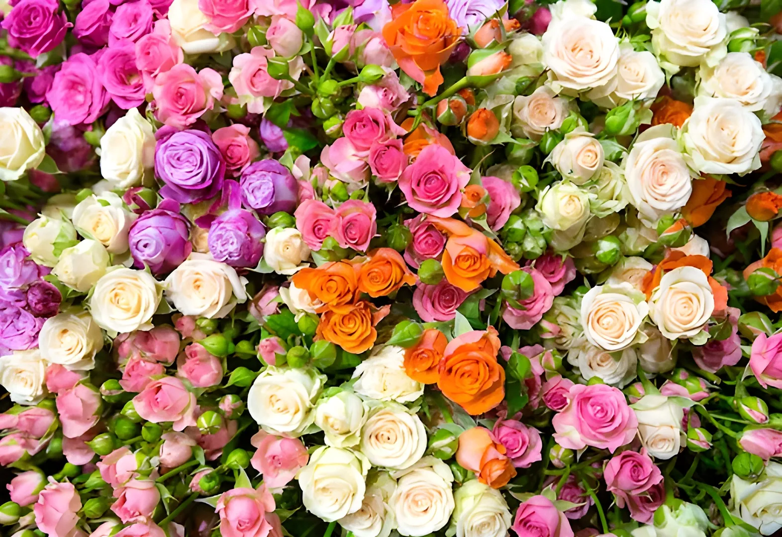 Natural Cut Flowers in Wilson Garden Bangalore for Lasting Beauty
