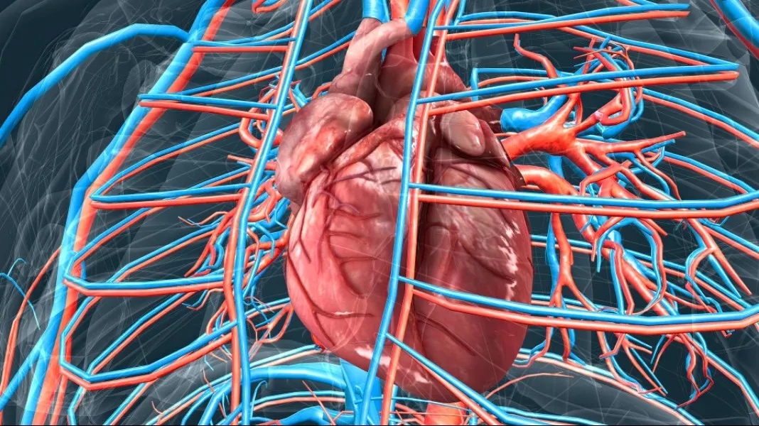 Endovascular Procedures in Pune – Minimally Invasive Vascular Solutions