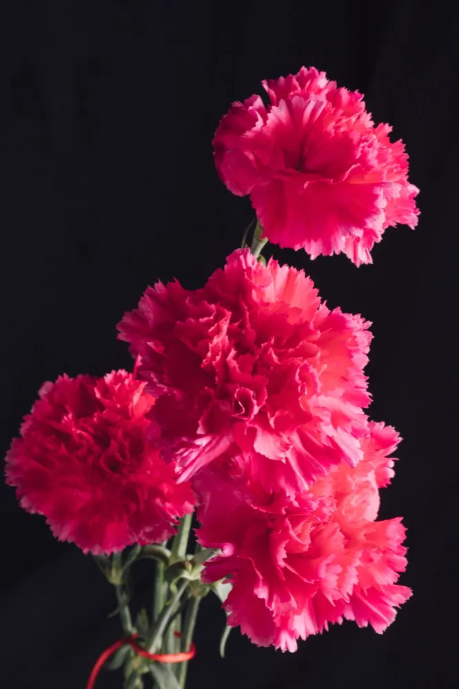 Carnation Flowers in Wilson Garden Bangalore for Graceful Arrangements