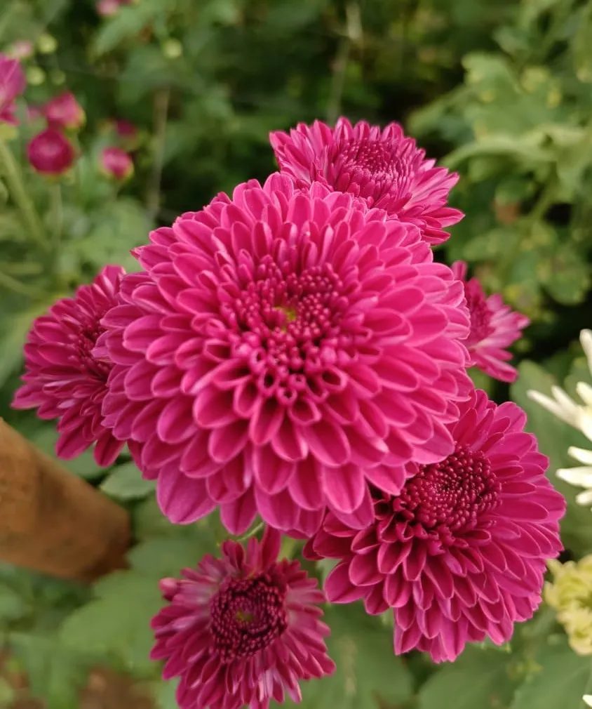 Wilson Garden Natural Flowers in Bangalore for Local Needs