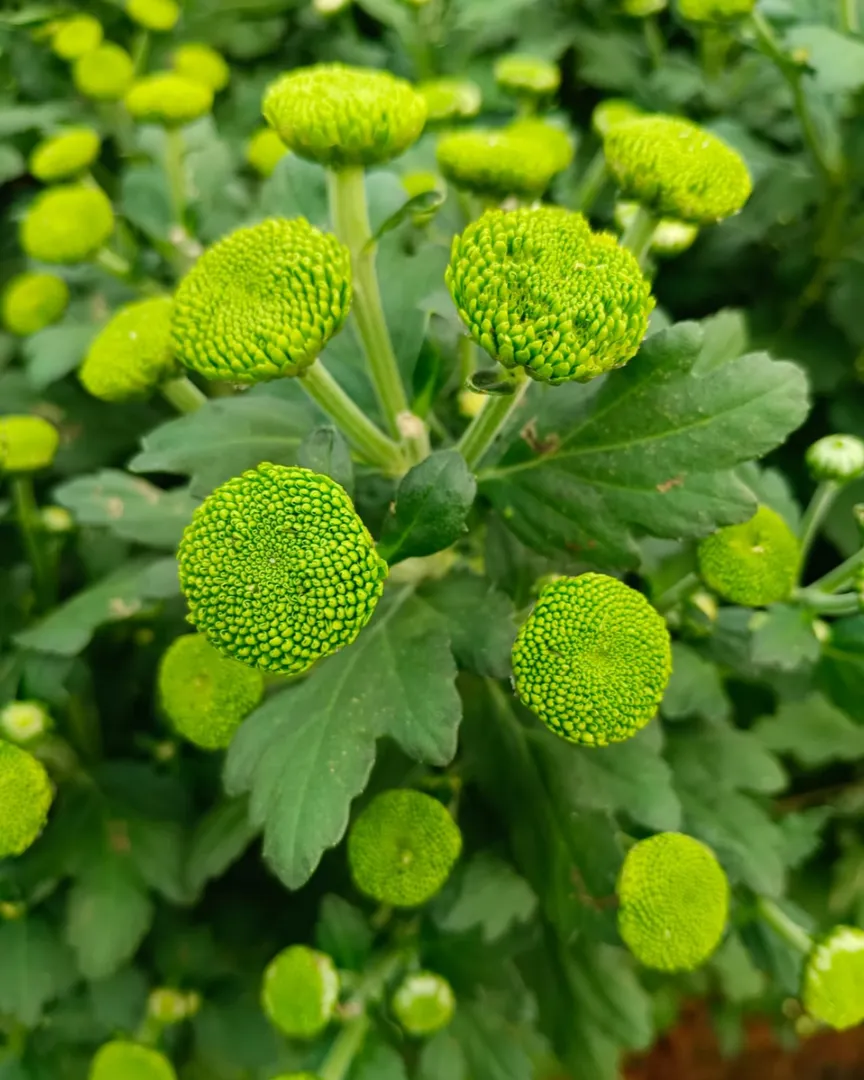Fresh Flowers in Bangalore for Events and Celebrations