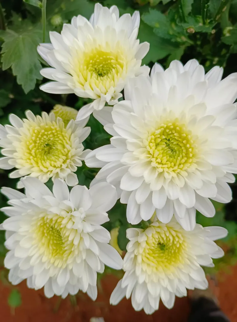 Natural Flower in Wilson Garden Bangalore for Daily Use