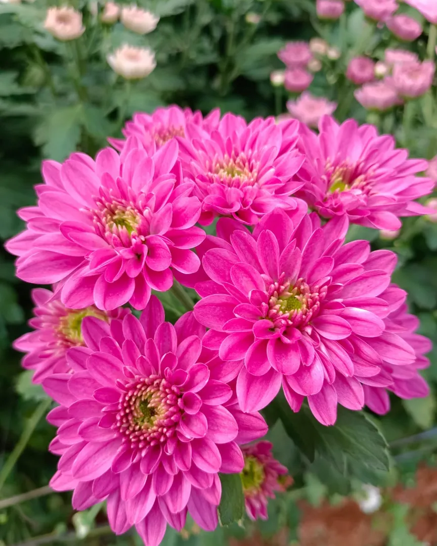 Natural Cut Flowers in Bangalore for Professional Decor