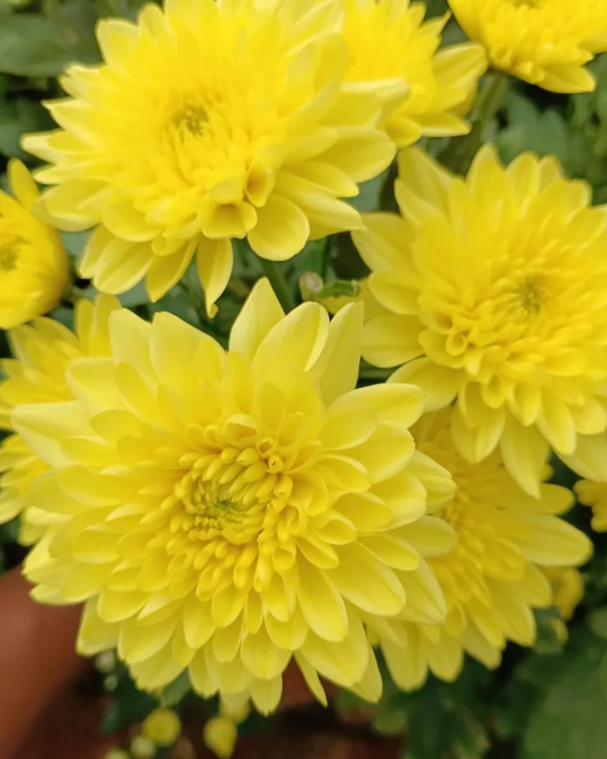 Carnation Flowers in Bangalore for Elegant Floral Styling