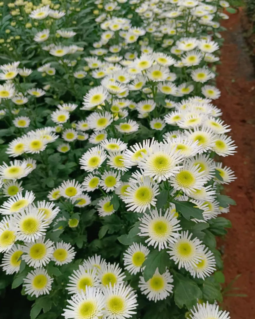 Natural Cut Flowers in Bangalore for Fresh Arrangements