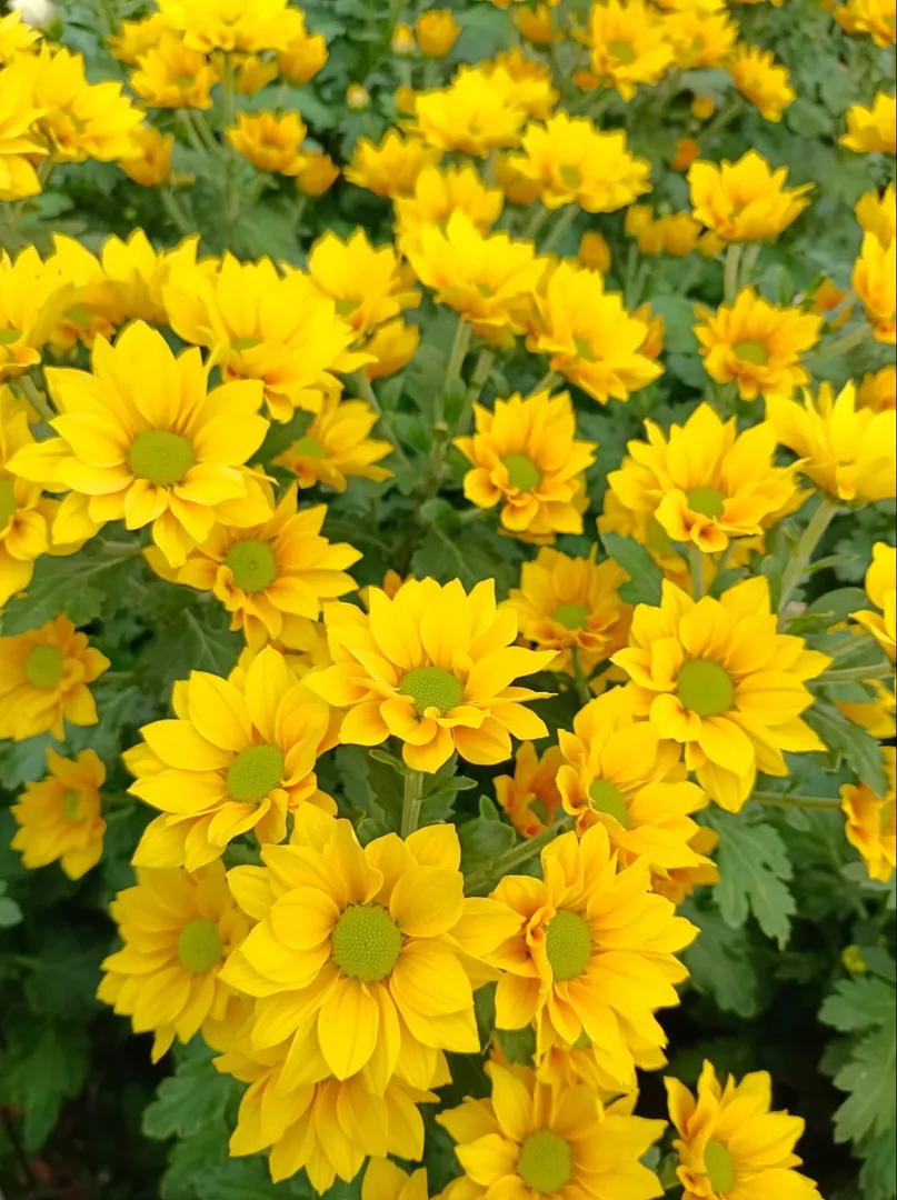 Natural Flower in Bangalore for Daily and Event Use