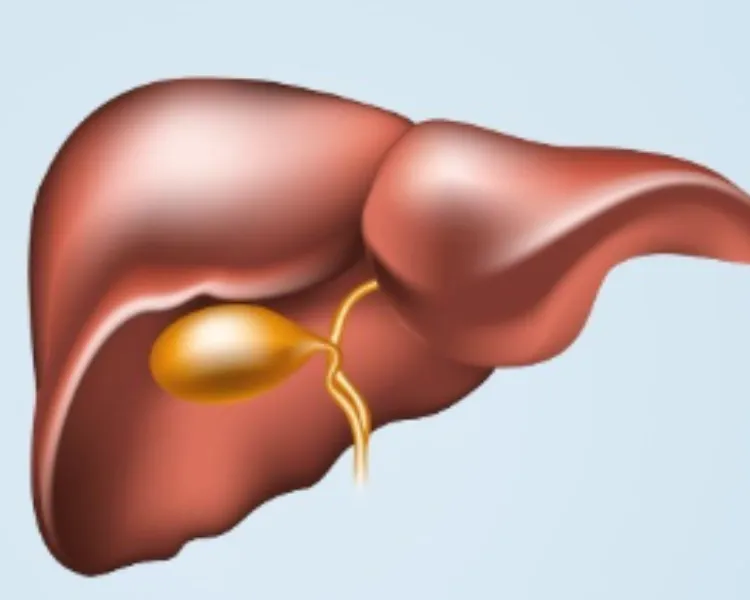 Post Liver Transplant Care Mumbai – Structured Monitoring for Long-Term Stability