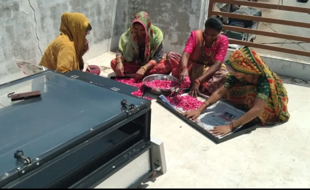 Solar drying in Rajasthan is emerging as a highly efficient method for drying rose petals using adva...