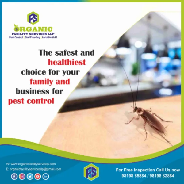 Cockroach Pest Control Gel Services in Mumbai – A Smarter Way to Handle Infestations