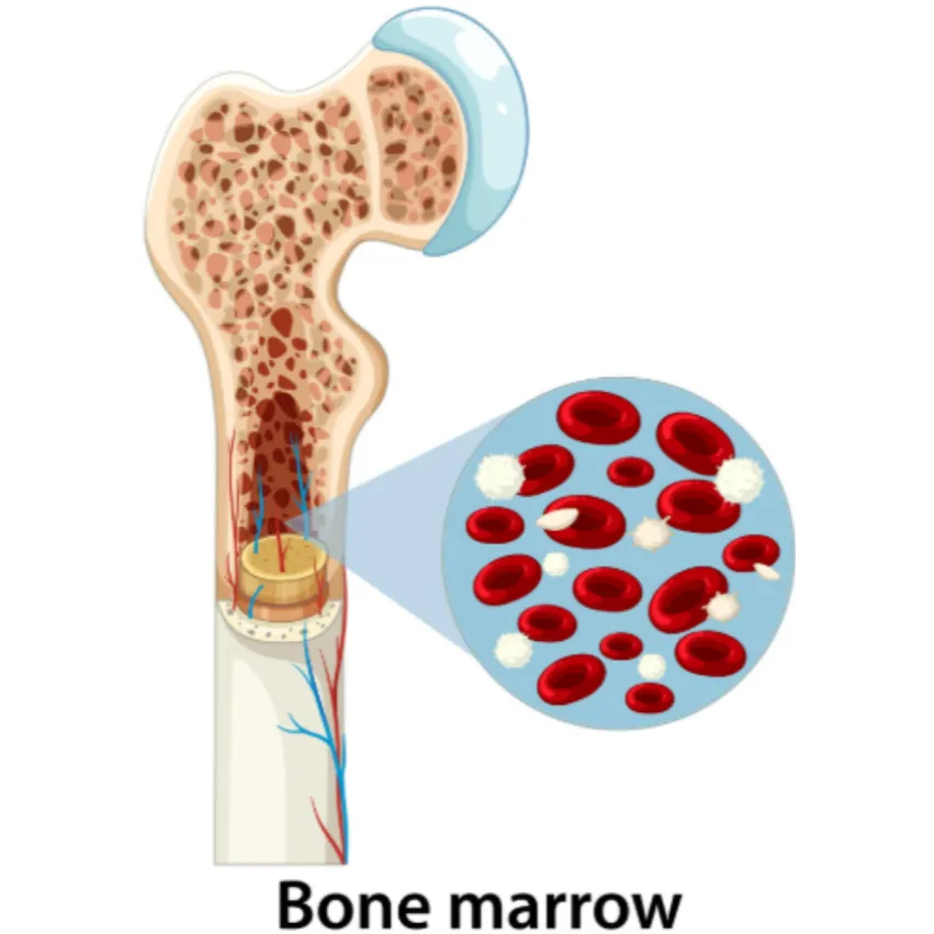 Bone Marrow Transplant Expert in Nagpur - Advanced Treatment Options for Childhood Blood Disorders
