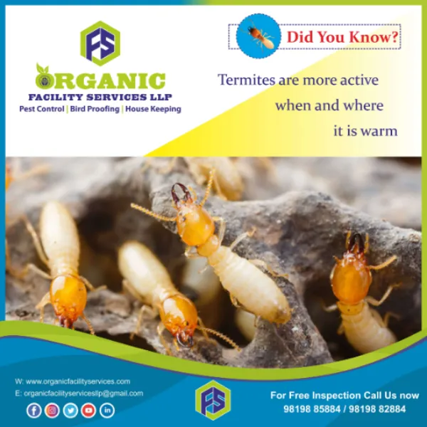 Organic Pest Control Service in Mumbai – A Safer Approach for Modern Living