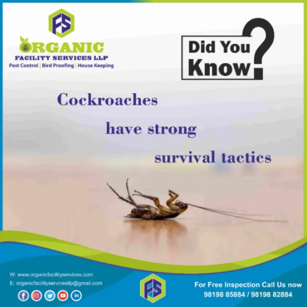 Commercial Pest Control Service Near Me in Mumbai – Keeping Business Spaces Compliant and Clean